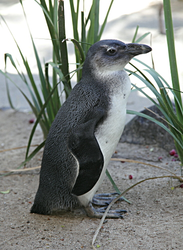 Cape Animals - Penguin