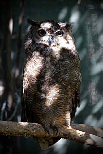 Cape Animals - Owl