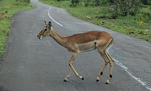 The Dark Continent - This Buck was the first critter we met in the park - The  of the Jungle