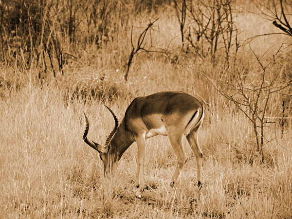 The Dark Continent - Impala