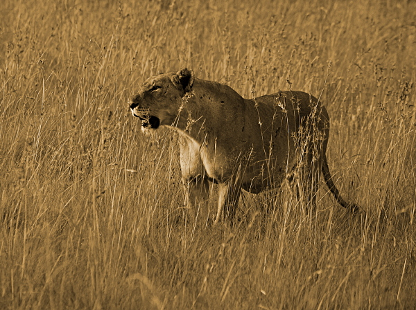 The Dark Continent - Lioness