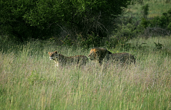 The Dark Continent - Lion Couple