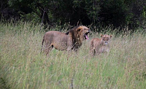 The Dark Continent - Yawning Lion and Wife