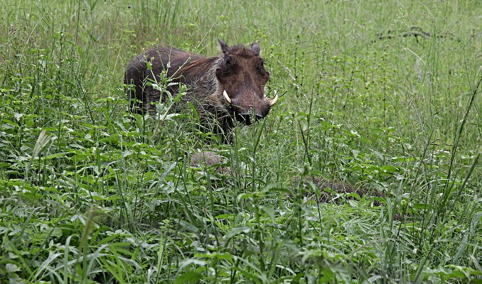 The Dark Continent - Warthog with Young