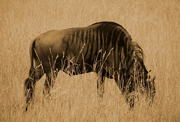 The Dark Continent - A wildebeest or a Gnu