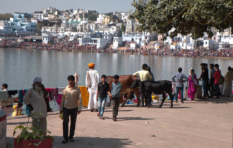 India 2014 - Local Cows and Ritual Immersion, Pushkar Lake