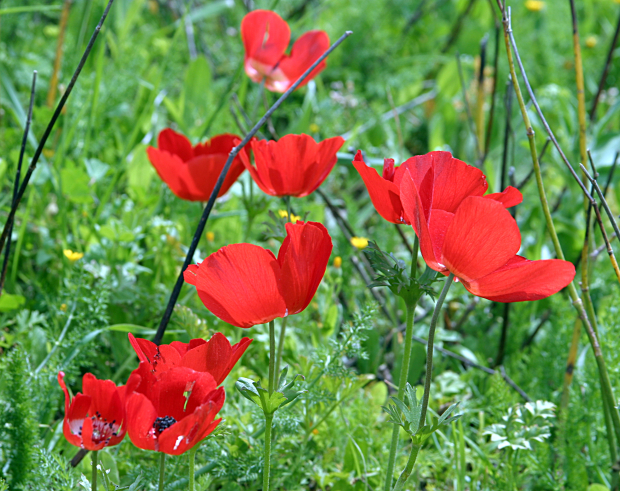 Wild Flowers on Givat haTurmusim - Poppies