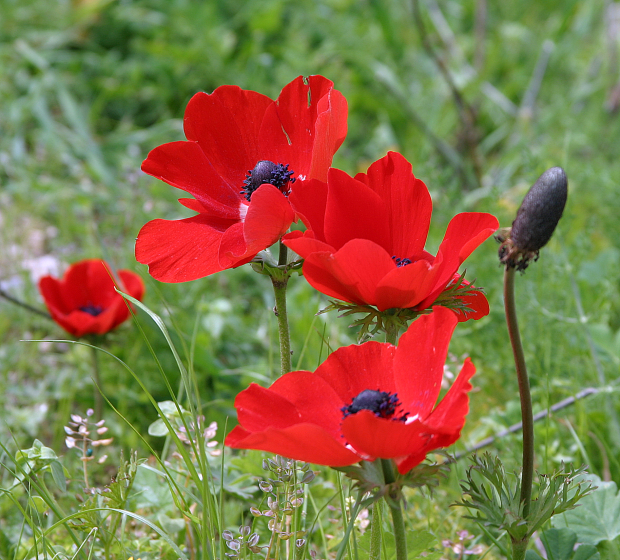 Wild Flowers on Givat haTurmusim - Poppies